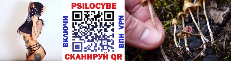 Купить закладки  Гай  Галлюциногенные грибы Psilocybe 